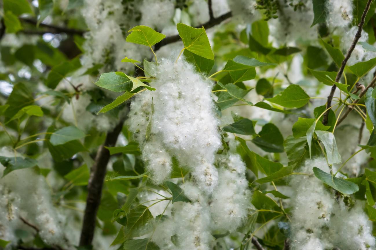 Se prevén niveles de polen altos durante la primavera, pero un verano con valores normales 