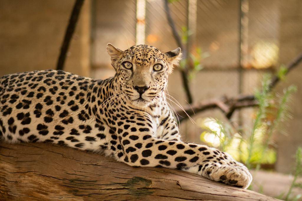 Secuenciado el genoma del leopardo de Arabia