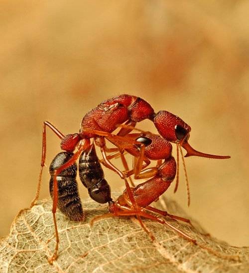 Secuenciados los genomas de dos especies de hormigas