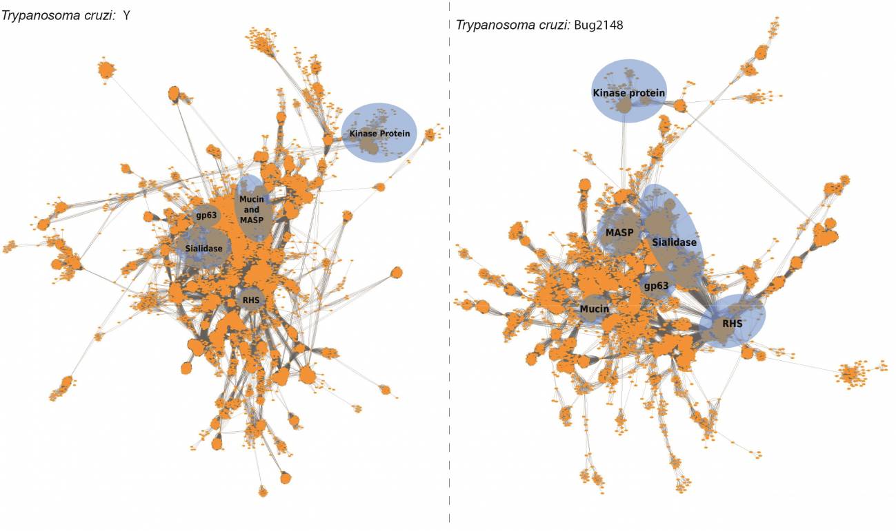 Agrupación diferencial de las familias proteicas de Trypanosoma cruzi