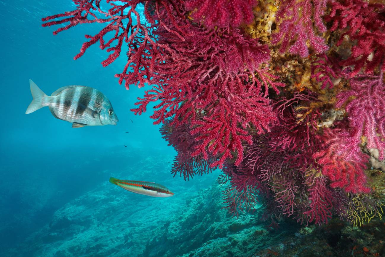 Secuencian el genoma de la gorgonia roja para entender mejor el impacto de la crisis climática en la biodiversidad marina