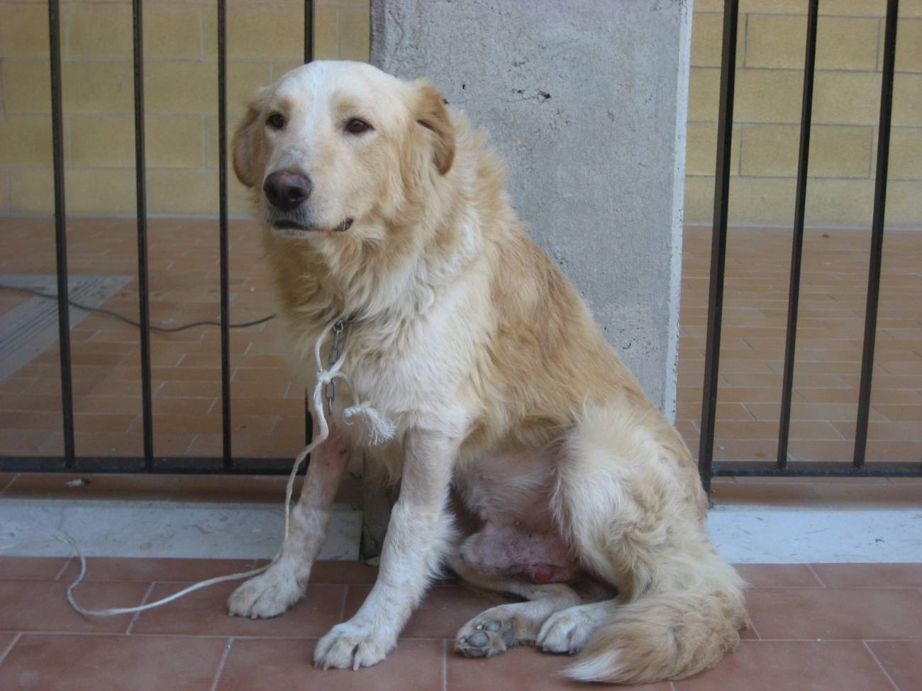 Secuencian el genoma de un cáncer venéreo que se transmite entre perros desde hace 11.000 años