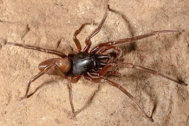 Esta especie, que habita en los bosques insulares de laurisilva en las Canarias, es una gran depredadora generalista que no usa telaraña para capturar las presas (imagen: Miquel Arnedo, UB-IRBio) 