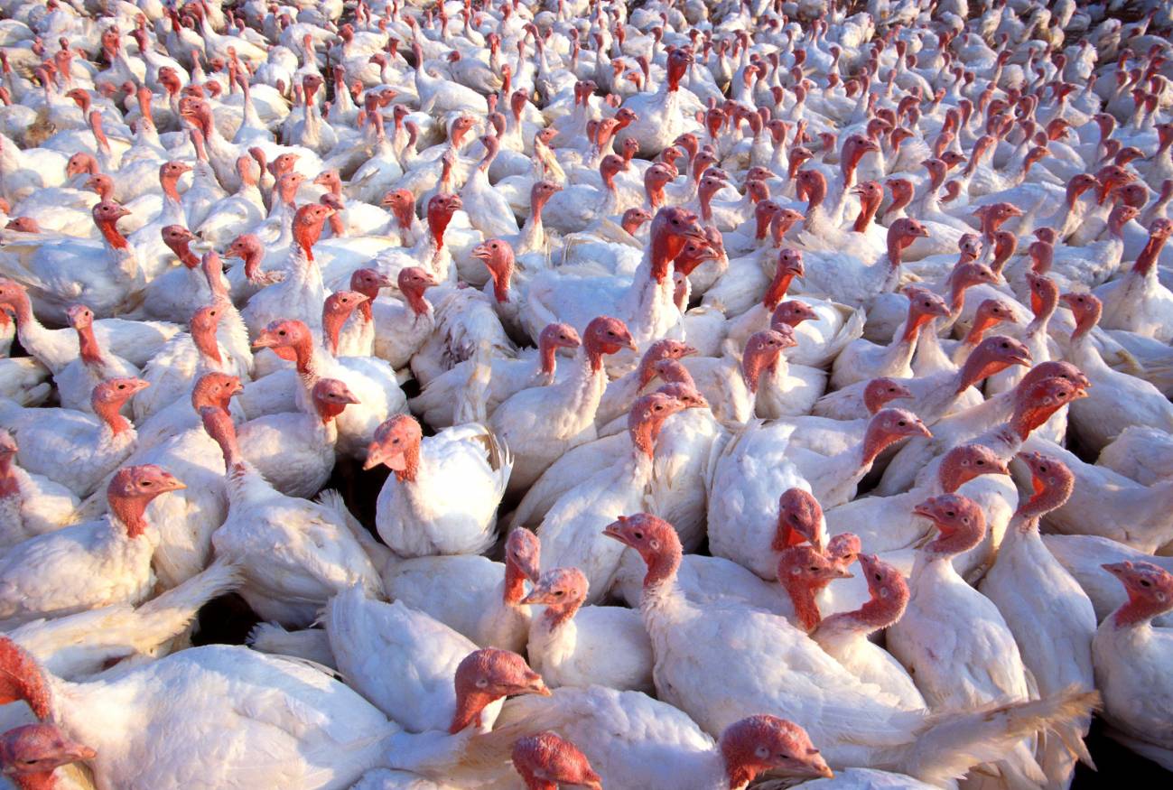 Secuencian la mayor parte del genoma del pavo