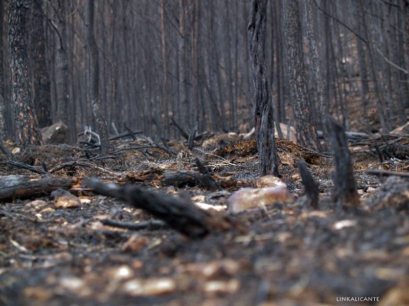 Sensores de visión inteligente para la detección temprana de incendios 