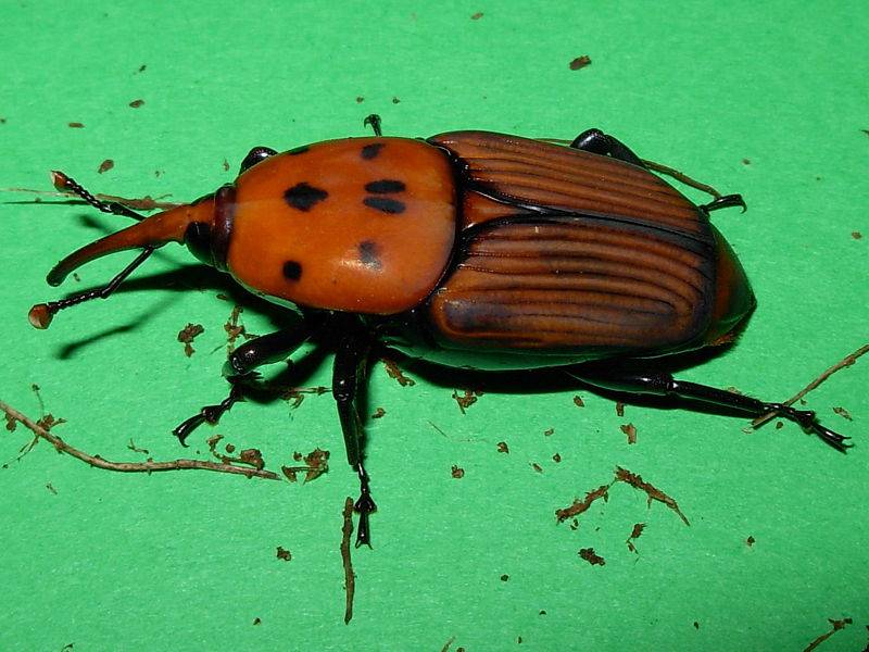 Sensores inalámbricos contra el picudo rojo