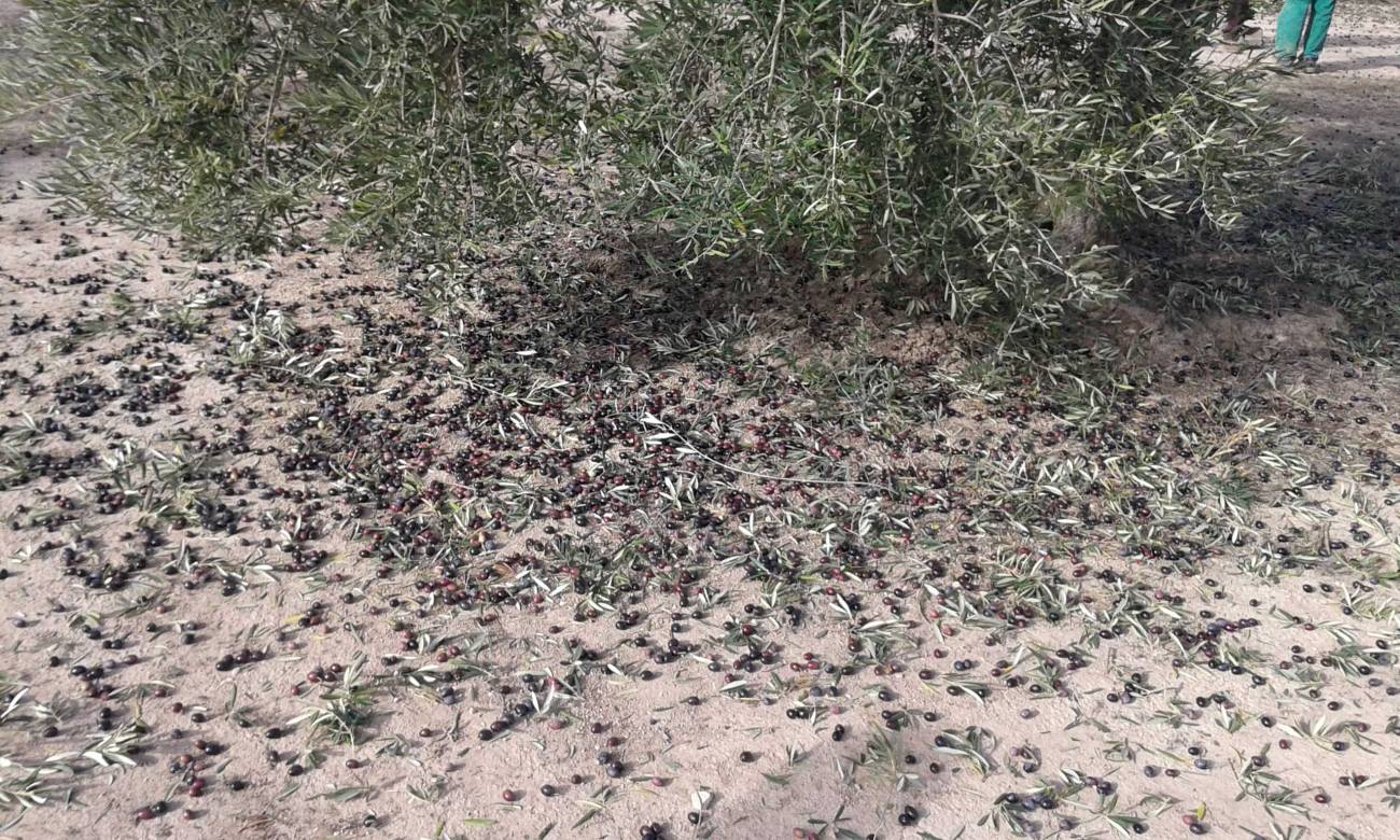Separar las aceitunas de árbol y suelo mejora la calidad del aceite de oliva virgen 