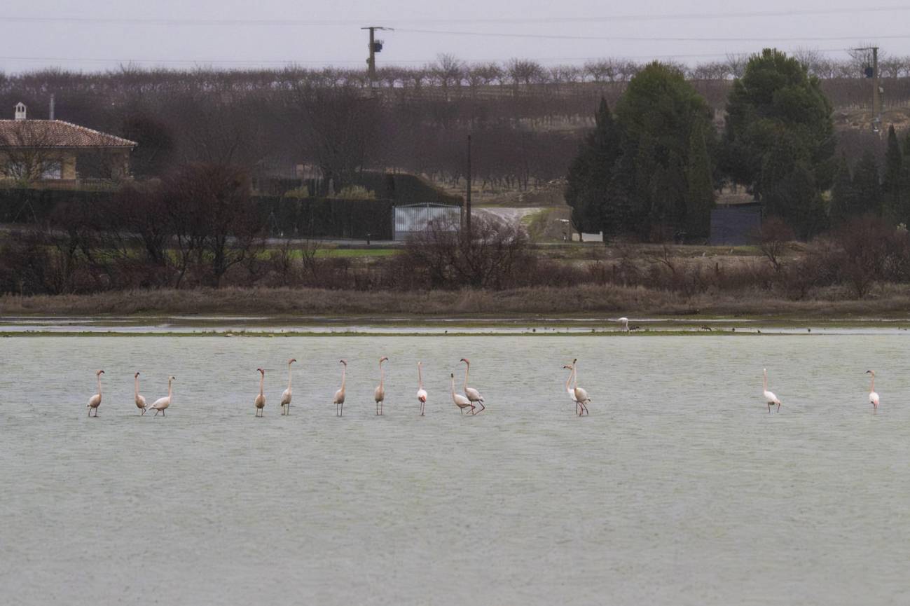 Reserva Natural de la Laguna de La Inesperada, en Pozuelo de Calatrava (Ciudad Real), este lunes, Día Mundial de los Humedales.
