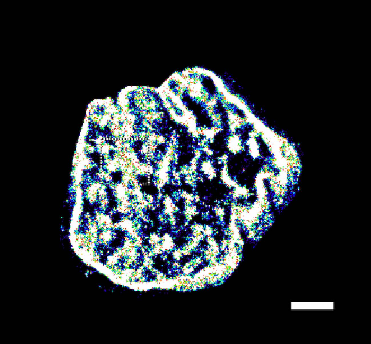 Imagen microscópica de las sondas fluorescentes