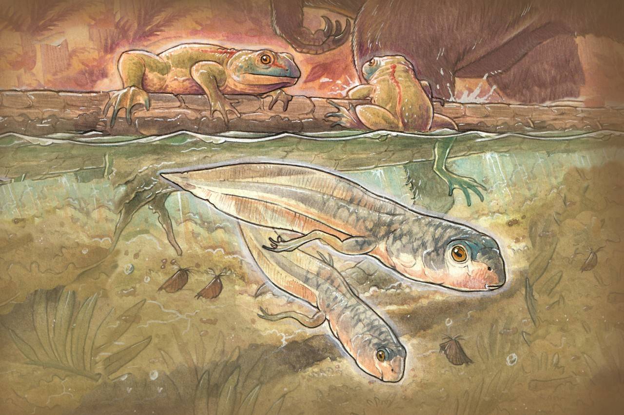 Hace 165 millones de años, estos renacuajos y ranas convivían con pequeños mamíferos y dinosaurios