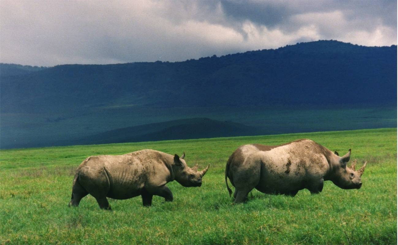 Subastan la licencia para cazar un rinoceronte negro por 350.000 dólares