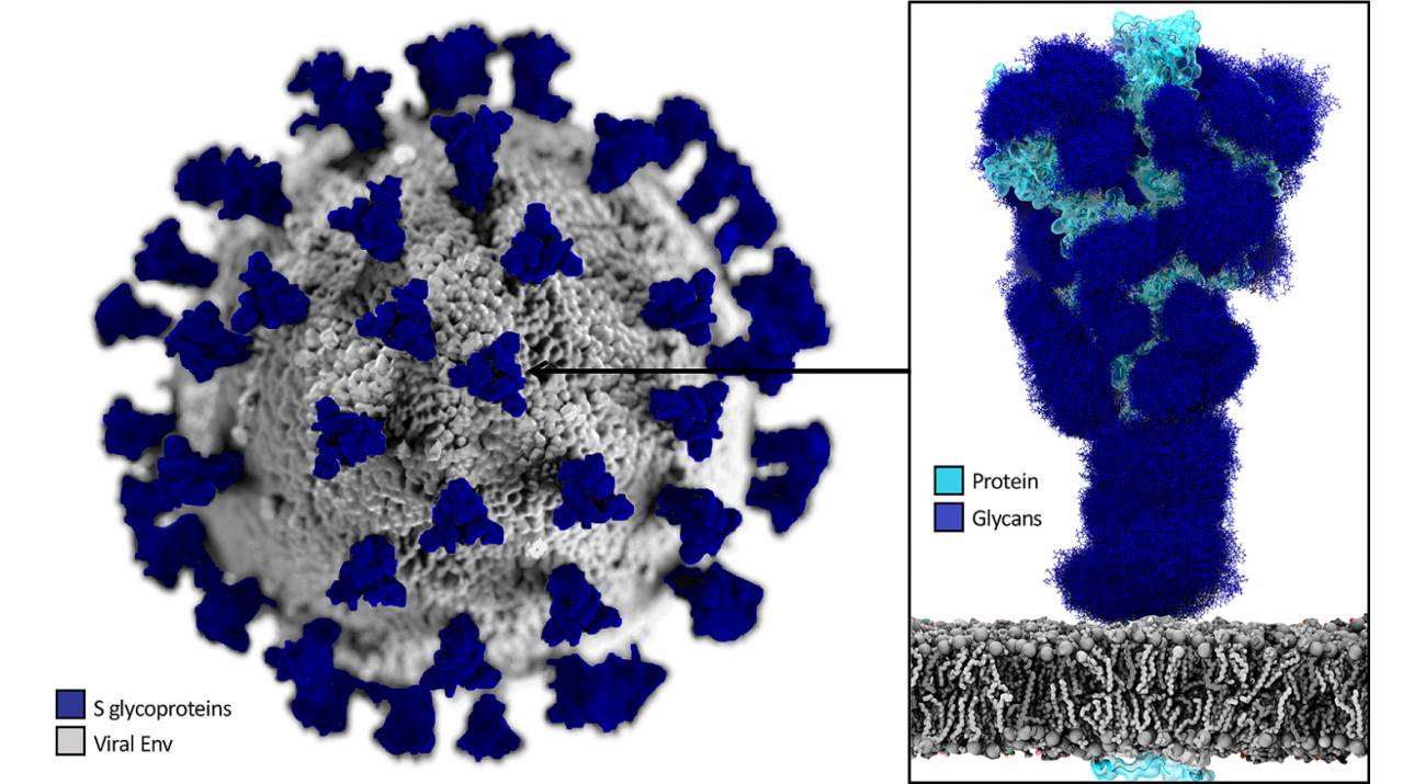 Representación gráfica de la superficie del virus SARS-CoV-2 