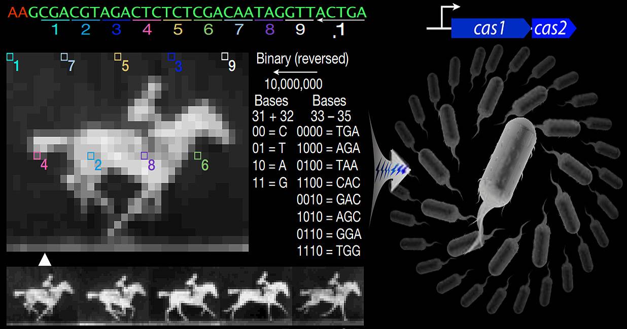 Tecnología CRISPR para grabar fotos y vídeos en el ADN de las bacterias