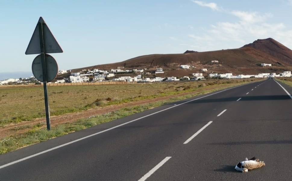  hubaras canarias muertas