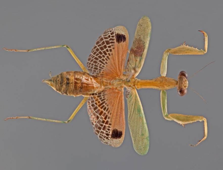 Tres mantis religiosas del Caribe con la misma ‘tatarabuela’ africana