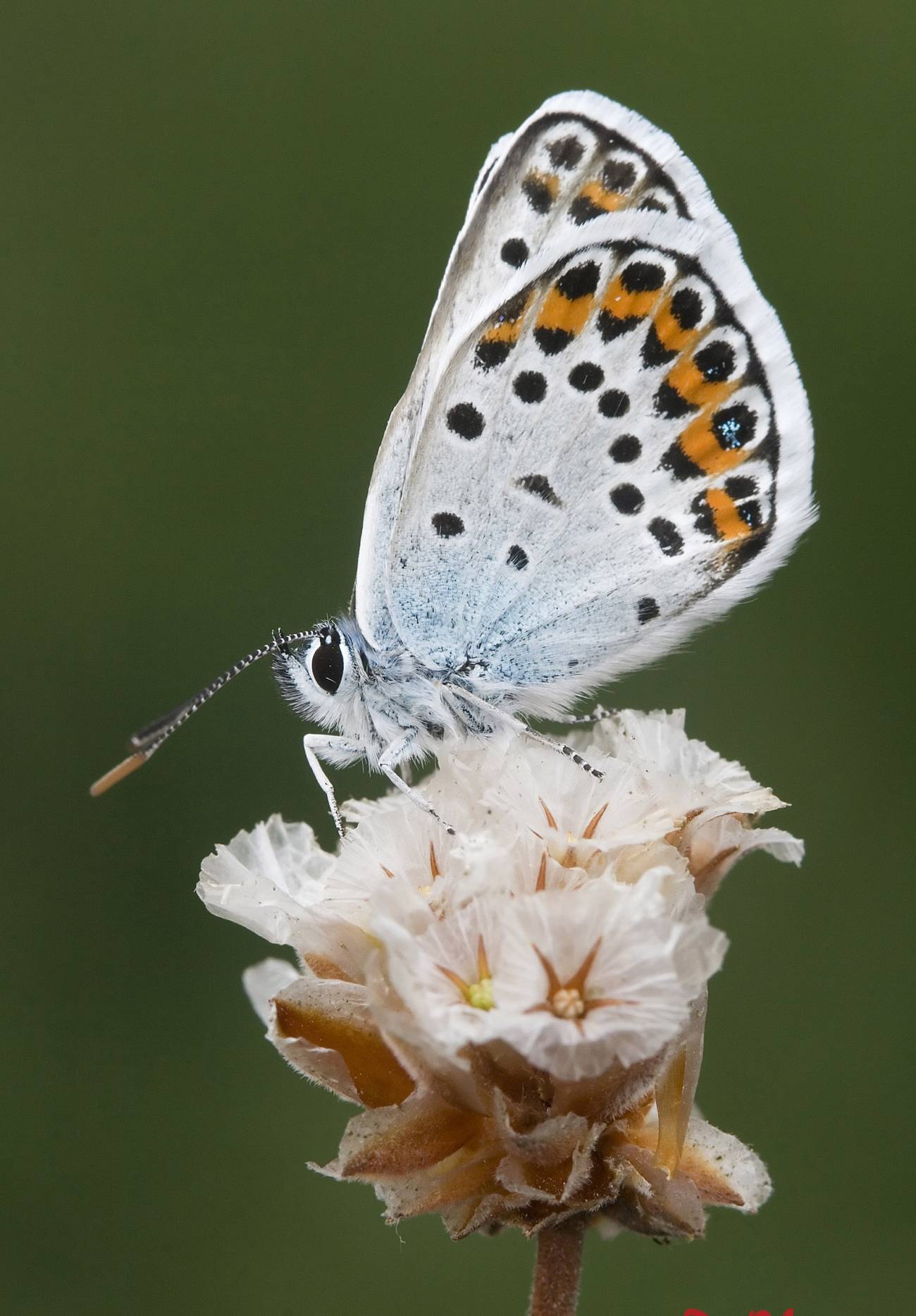 Mariposa Plebejus Argus / Rafael Obregón