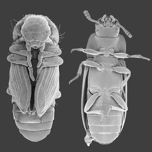 Tres proteínas controlan la formación de la pupa en la metamorfosis de los insectos 