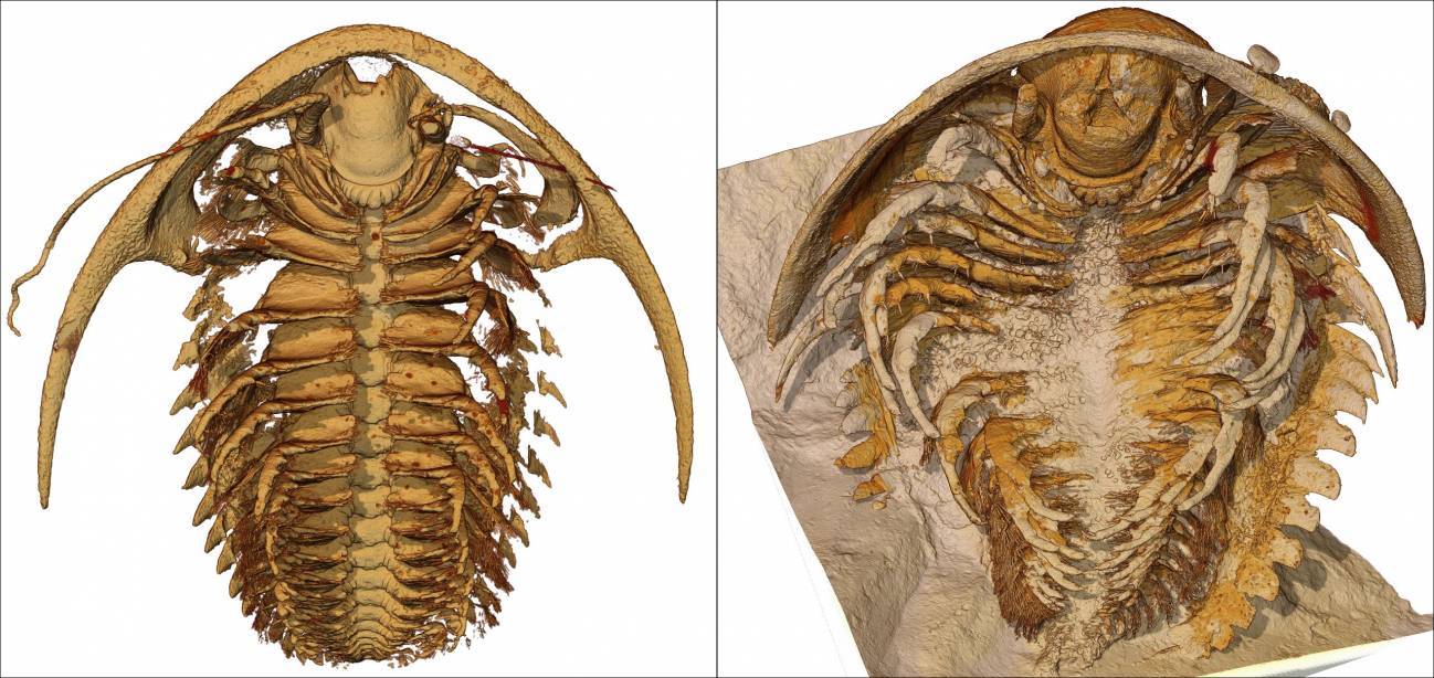 vista ventral de las reconstrucciones 3D