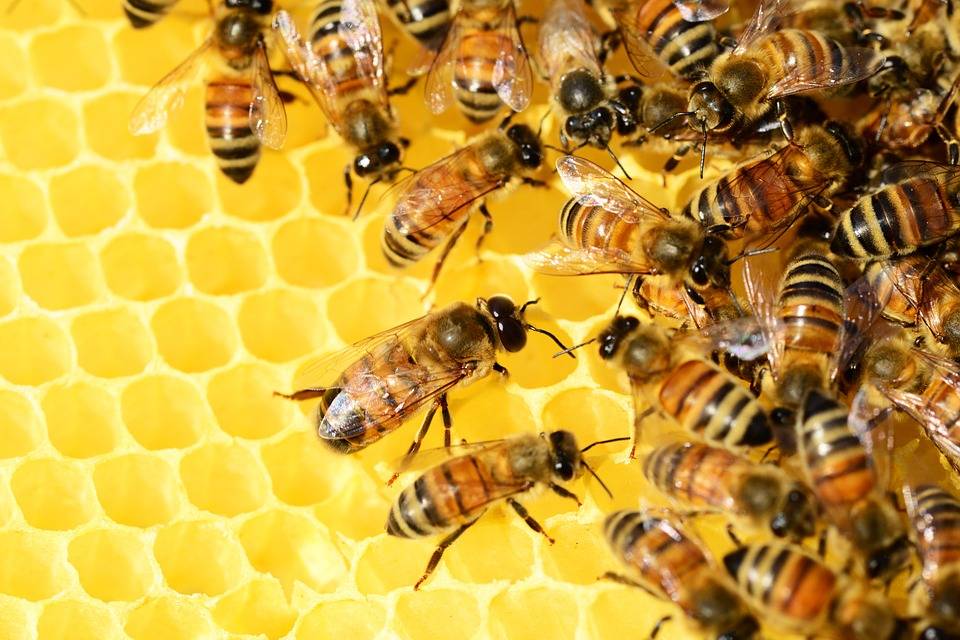 Un algoritmo inspirado en las abejas para desmantelar redes criminales