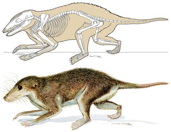 Un ancestro de los mamíferos aporta claves sobre la evolución del oído medio en animales actuales