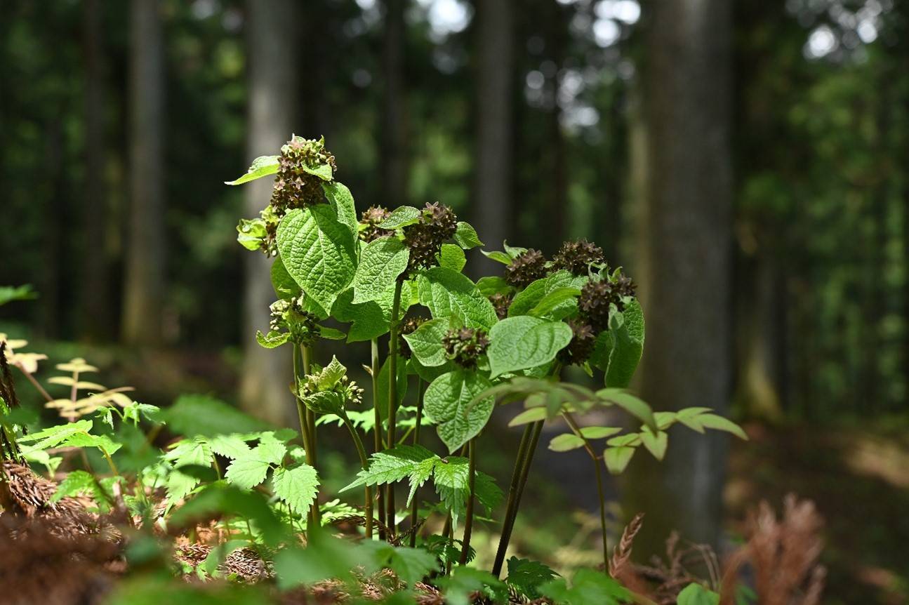 planta Vincetoxicum nakaianum