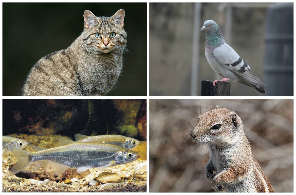 Un atlas de las especies invasoras que amenazan la biodiversidad 