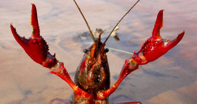 Un cangrejo invasor beneficia a corto plazo a especies autóctonas del Guadalquivir
