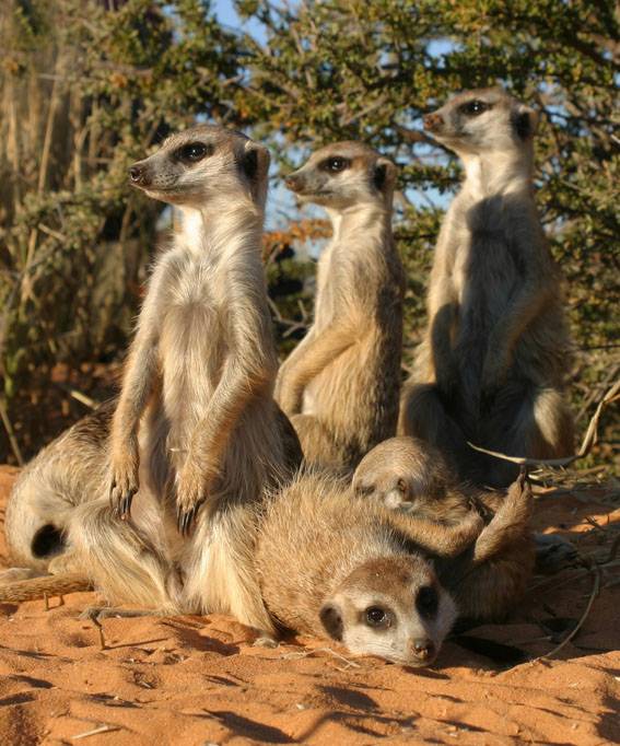 Un cerebro más grande de los animales carnívoros no implica que sean más sociables