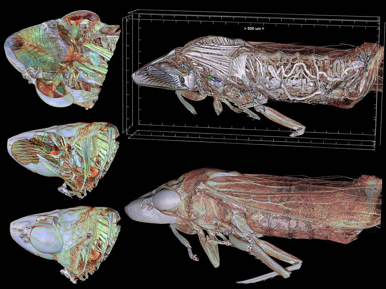  Imagen de la Homalodisca vitripennis, conocida comúnmente como ‘cigarrilla de alas cristalinas’, obtenida con microtomografía.
