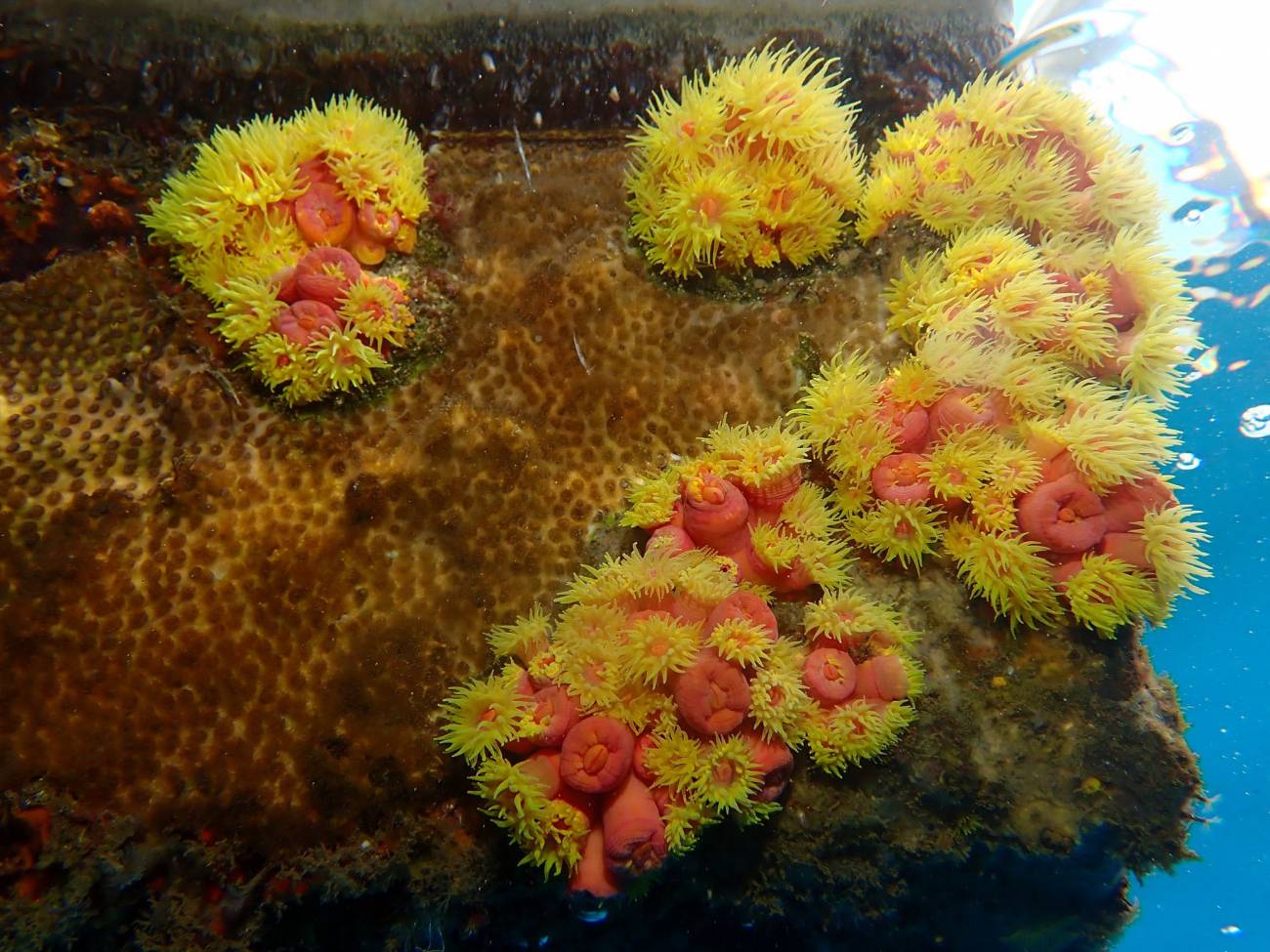 Un coral mediterráneo desafía las olas de calor marinas gracias a una dieta flexible 