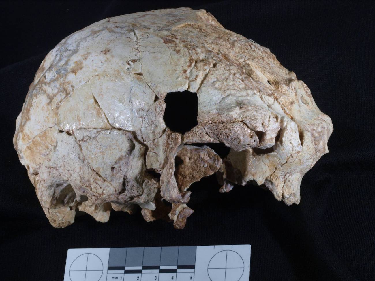 Un cráneo humano de 400.000 años aparece en Portugal