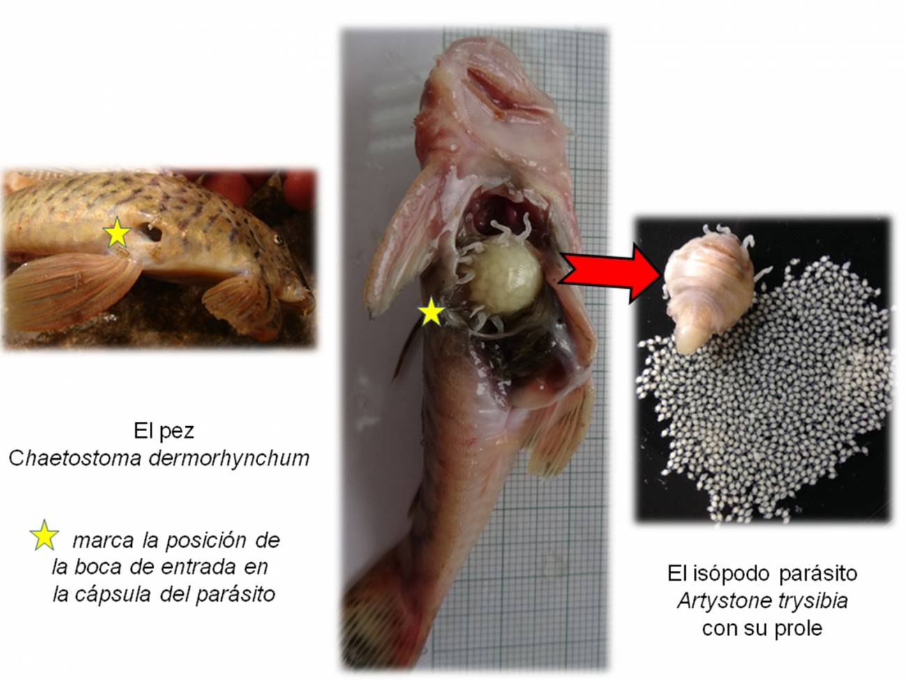 Un crustáceo parásito, el alien de los peces de Ecuador