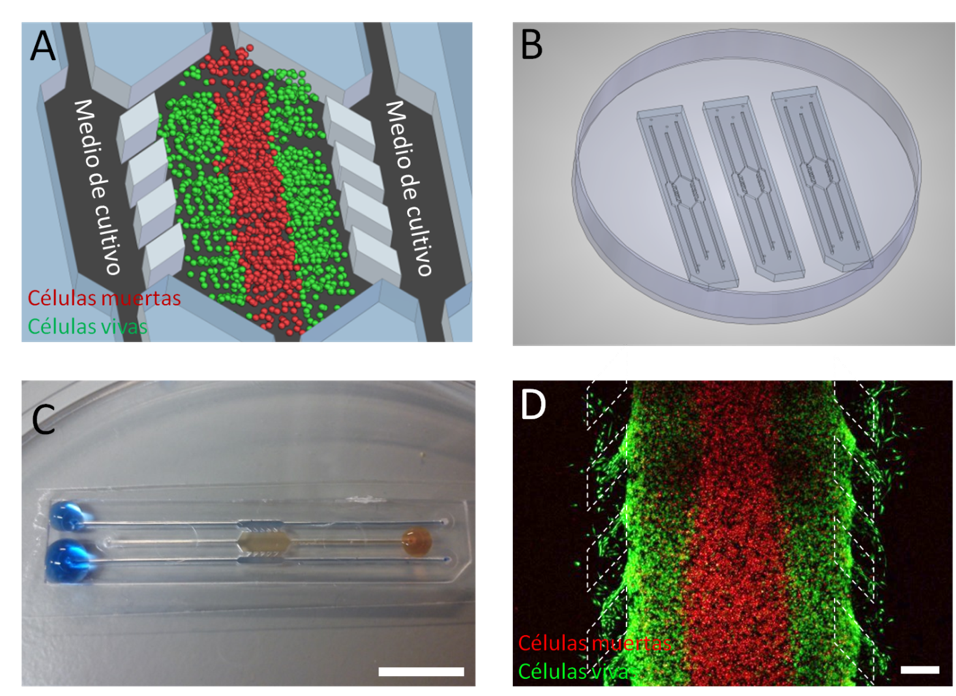 Un dispositivo de cultivo tumoral en 3D para comprender mejor su funcionamiento