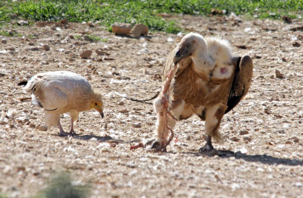 Alimoche común (izquierda) y buitre leonado (derecha). / VIC 206