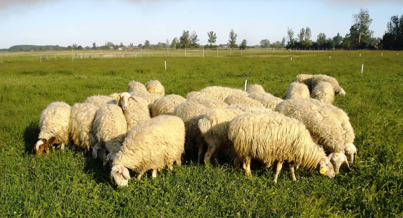 Un equipo de investigadores obtiene leche de oveja de forma natural con un alto contenido en grasas ‘saludables’
