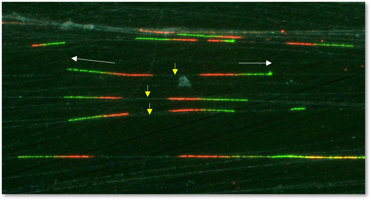 oléculas de ADN en proceso de copiado en células humanas