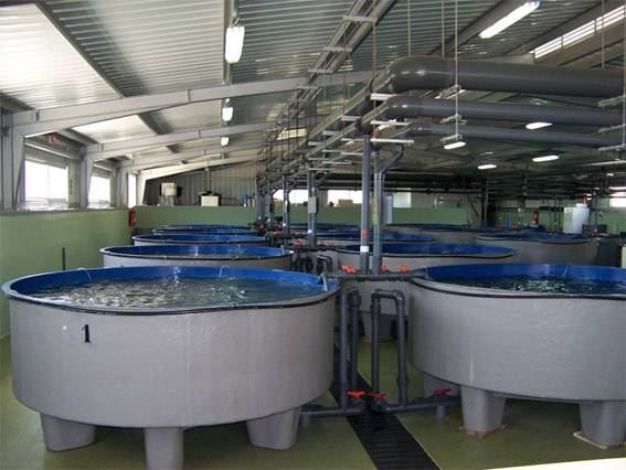 Un equipo del CSIC desarrolla un modelo matemático que permite optimizar la alimentación de los peces de piscifactorías