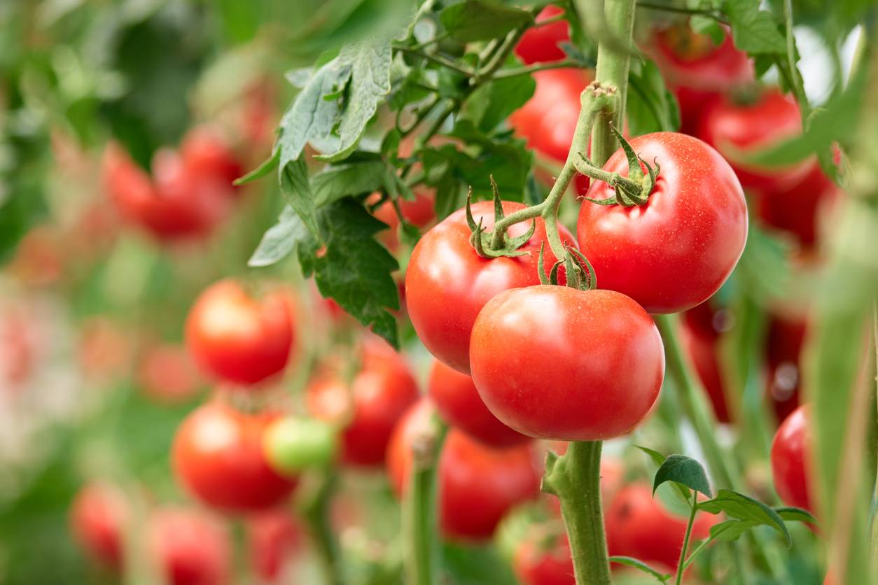 cultivo de tomate