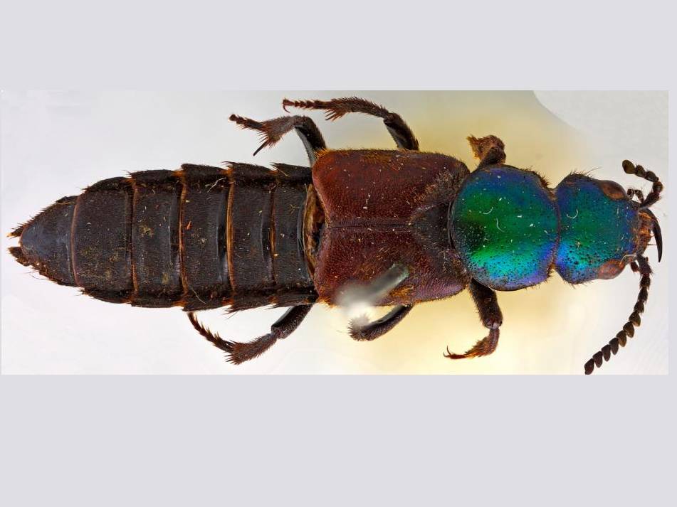 Un escarabajo recogido por Darwin reaparece 182 años después de su descubrimiento 