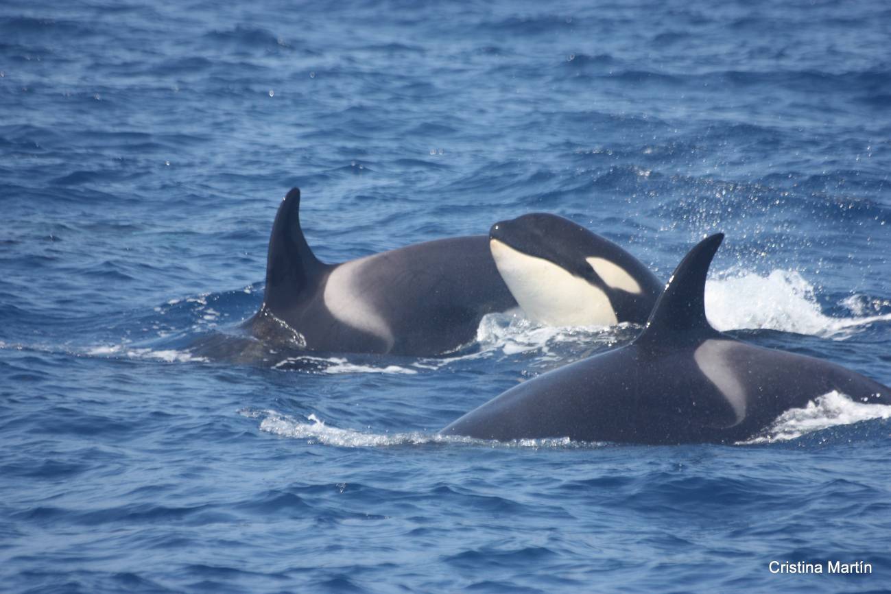 Un estudio aborda las estrategias de los cetáceos para evitar las orcas