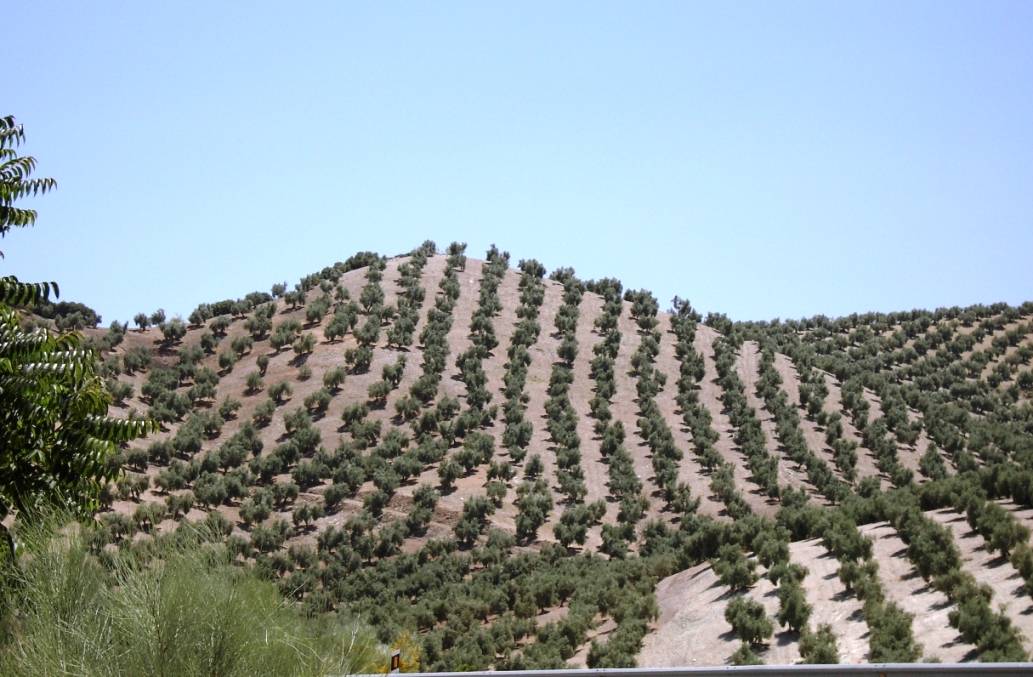 Un estudio analiza la eficiencia energética del cultivo orgánico del olivar en Andalucía 