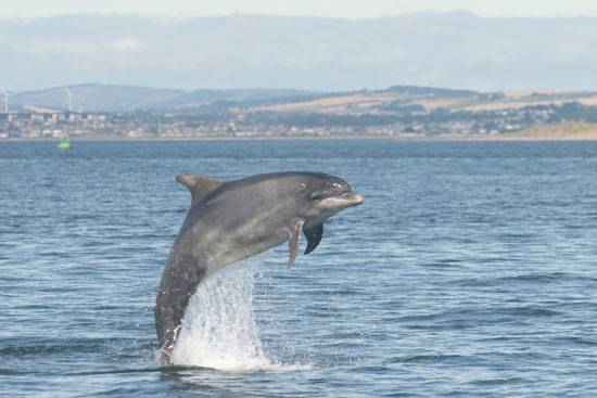 Un estudio confirma que los delfines se llaman unos a otros por su nombre 