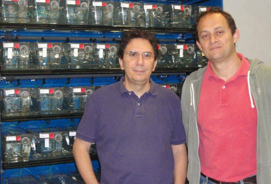 Un estudio describe por primera vez un fenotipo de leucoencefalopatía megalencefálica 