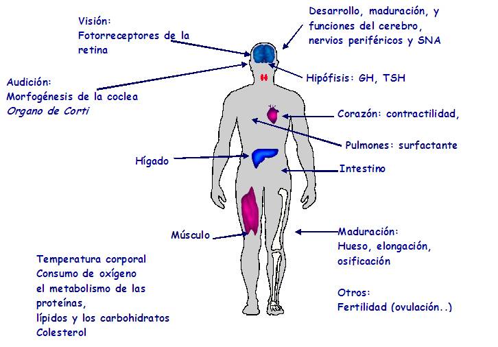 Un estudio investiga la repercusión de la deficiencia de yodo en niños prematuros en el desarrollo psicomotor durante la infancia