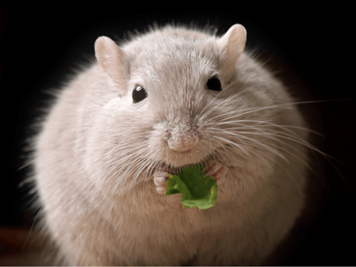 ratón gordo