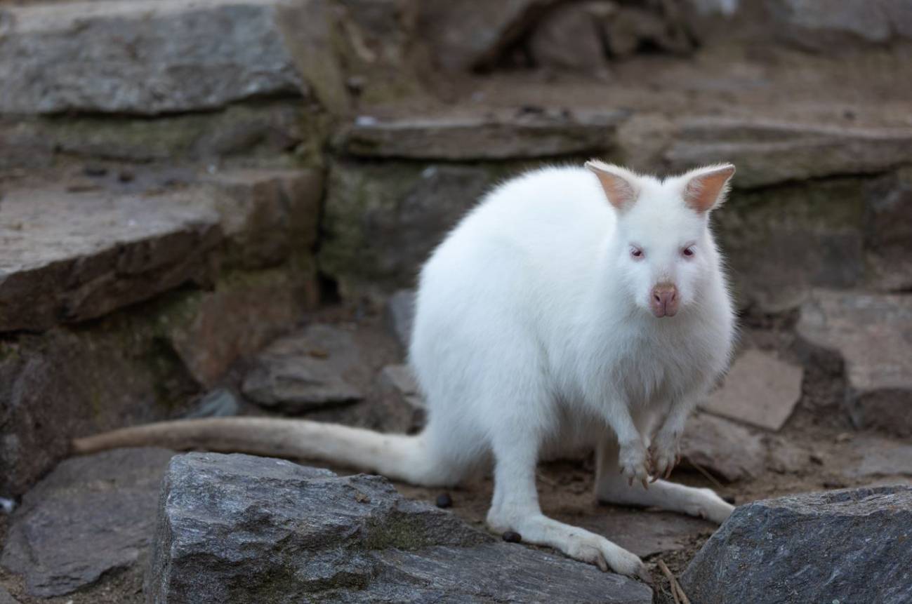 Ualabí albino