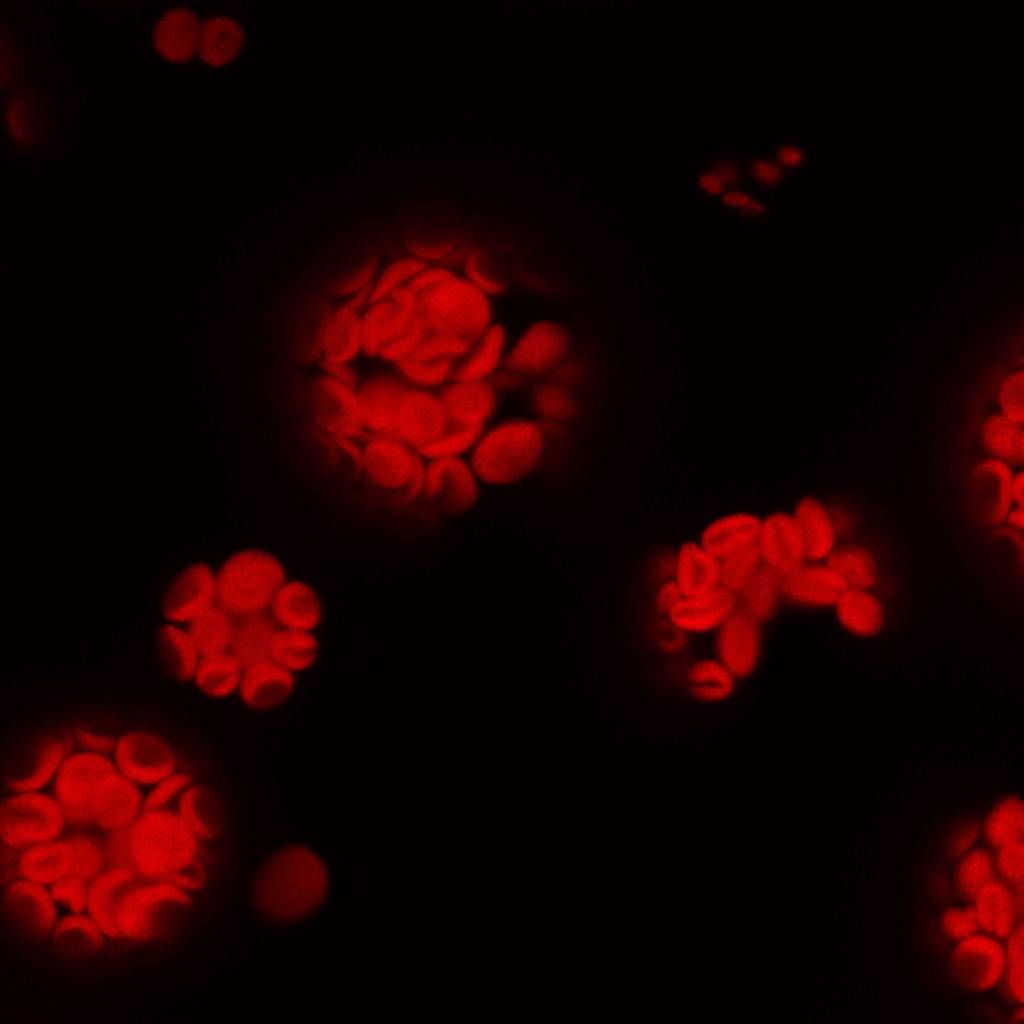 Investigación del IRNASA, la Universidad de Salamanca y la Universidad de Umeå (Suecia) publicada en la revista ‘Journal of Experimental Botany’