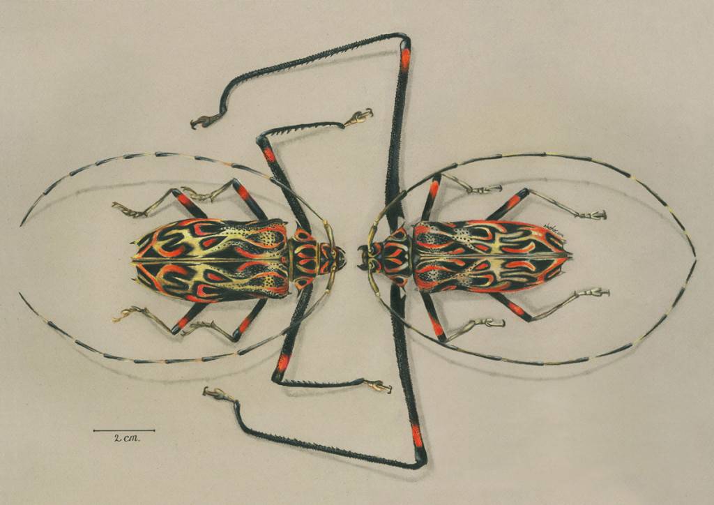 ACROCINUS LONGIMANUS MALE AND FEMALE
