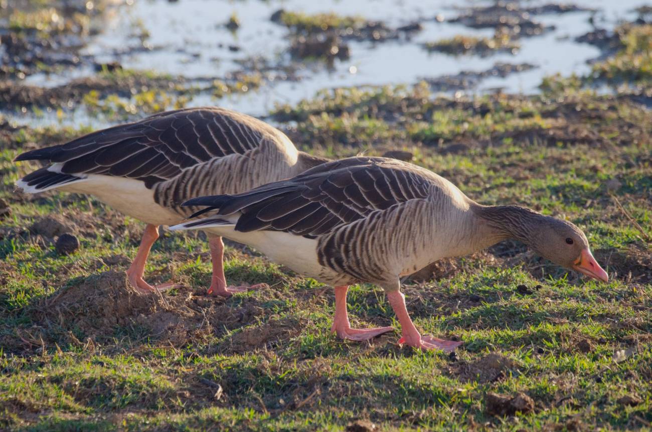 aves acuáticas en Doñana