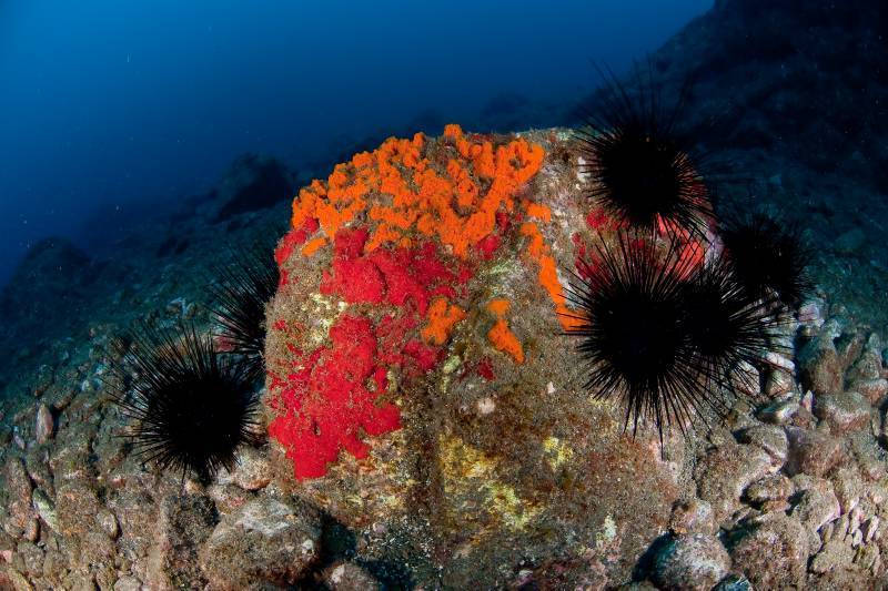 Un informe propone proteger el 15% de la superficie marina de las Islas Canarias